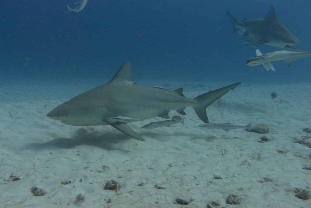 Buceo tiburon toro