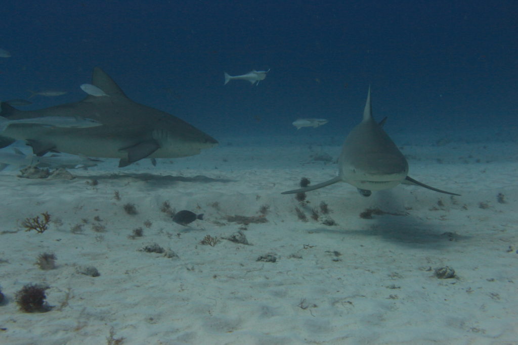 Buceo tiburon toro