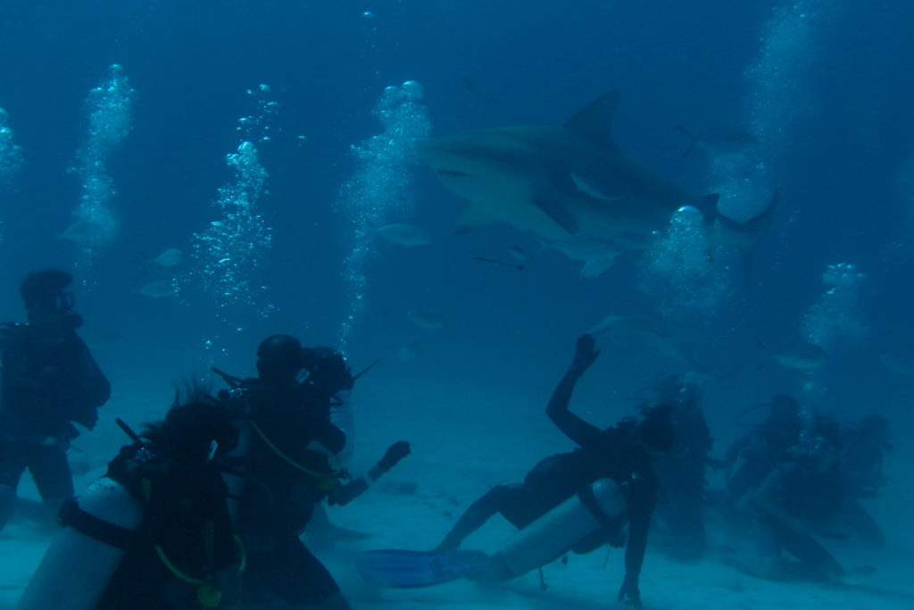 Buceo tiburon toro